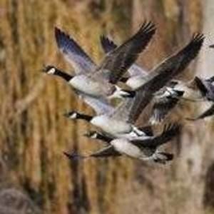 Meet your Posher, Goose